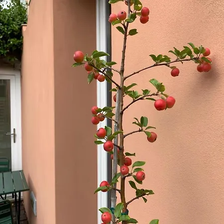 فندق مبيت وإفطار Casabella-lago Maggiore لسا